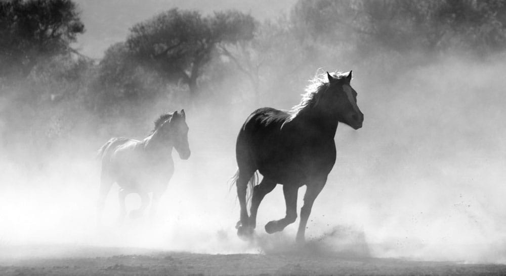‘The decarbonisation horse is out of the barn’